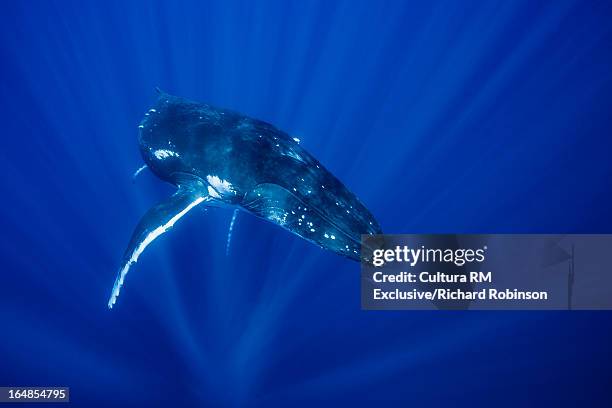 humpback whale swimming underwater - south pacific ocean stock pictures, royalty-free photos & images