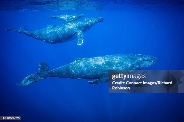 humpback whales swimming underwater - south pacific ocean stock pictures, royalty-free photos & images