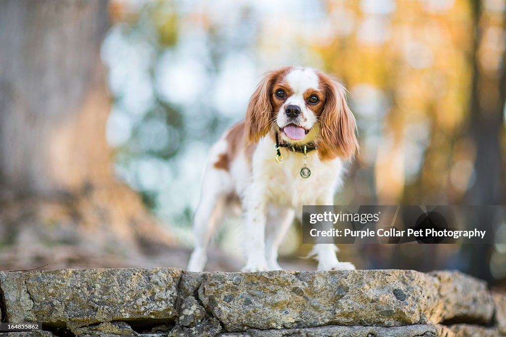 Dog Standing Atop Wall