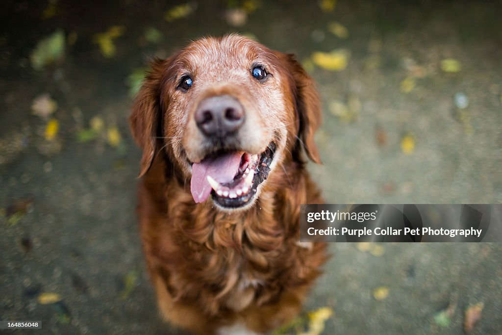 Smiling Senior Dog