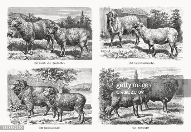 european sheep breeds, wood engravings, published in 1898 - oxford england stock illustrations