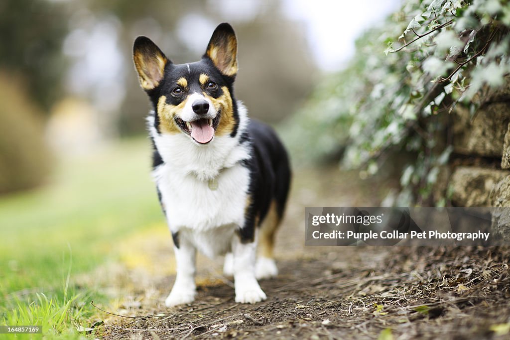 Happy Dog Looking Alert Outdoors