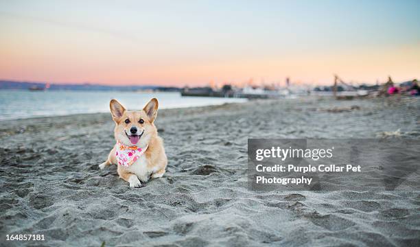 happy dog at the beach - purple bandanna stock pictures, royalty-free photos & images