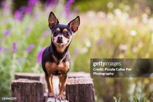 small dog standing atop wooden fence - chihuahua stock-fotos und bilder