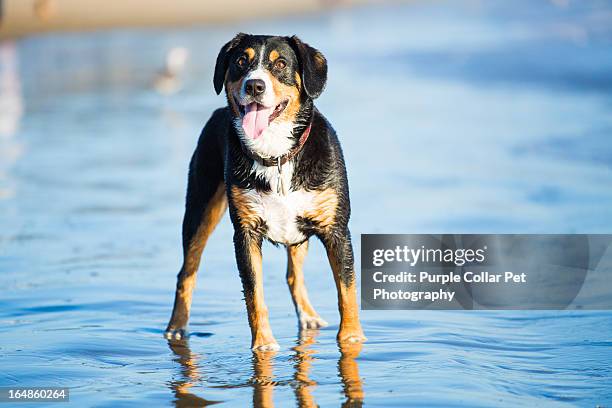 dog standing in water at the beach - entlebucher sennenhund stock pictures, royalty-free photos & images
