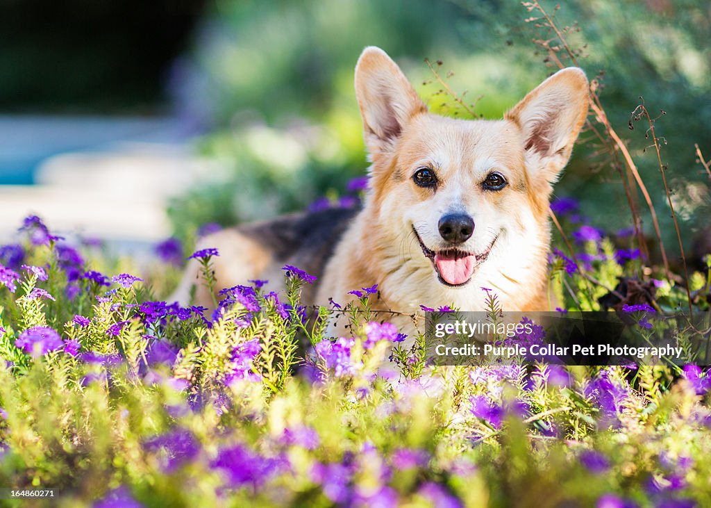 Smiling Senior Dog in Bed of Flowers