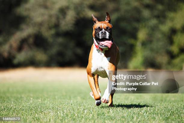 happy dog running with tongue out - boxer dog ストックフォトと画像