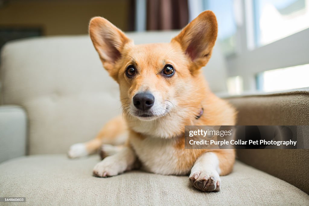 Dog Rests on Chair