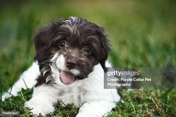 happy puppy outdoors - cockapoo stock pictures, royalty-free photos & images