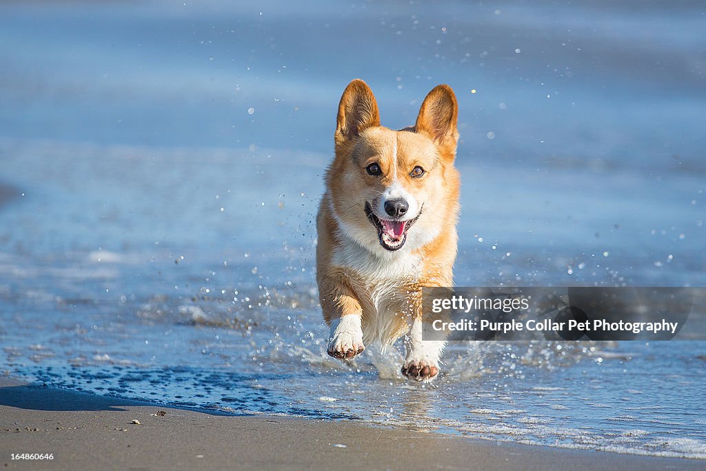 Happy Dog Splashing Through Water