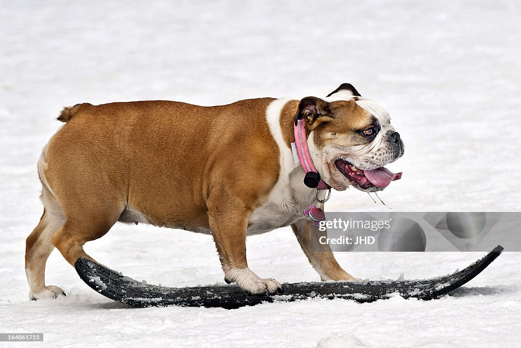 Canine Snowboarder