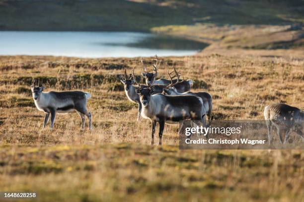 skandinavien, rentiere - schwedisch lappland stock-fotos und bilder