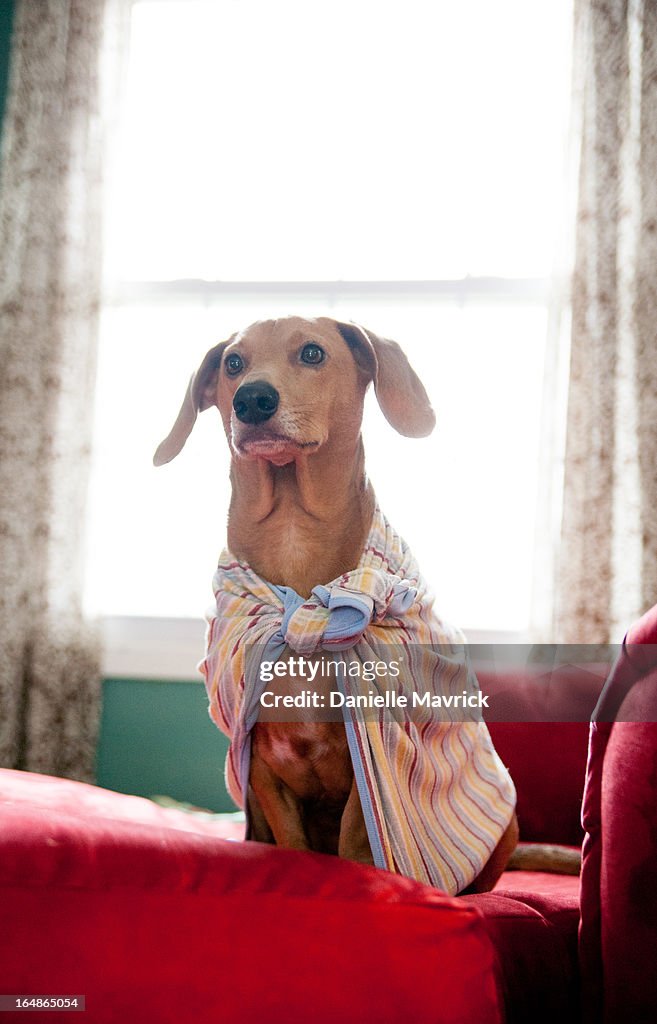 Dachshund-beagle dog with superhero cape.