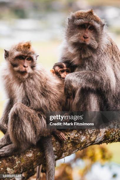 macaque monkeys in bali - macaque stock pictures, royalty-free photos & images