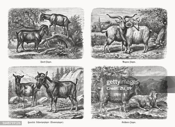 various goats, wood engravings, published in 1898 - capra hircus stock illustrations