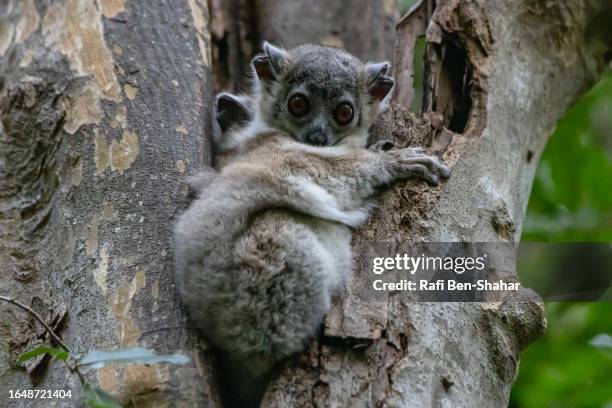 grey mouse lemur - mouse lemur stock pictures, royalty-free photos & images