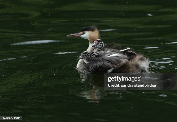 a great crested grebe, podiceps cristatus, is swimming on a river with her three cute babies being carried on her back. - animal back stock pictures, royalty-free photos & images