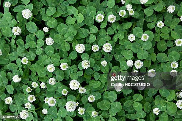 seven-spot ladybird in clover field - wild flowers stockfoto's en -beelden