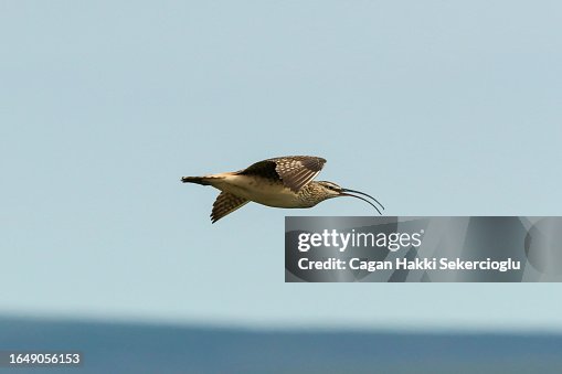 A rare and globally vulnerable bristle-thighed curlew, Numenius tahitiensis