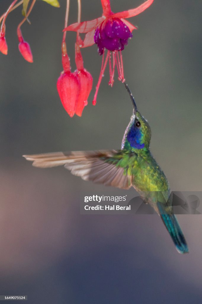Green Violetear Hummingbird Feeding On Flower High Biology Diagrams