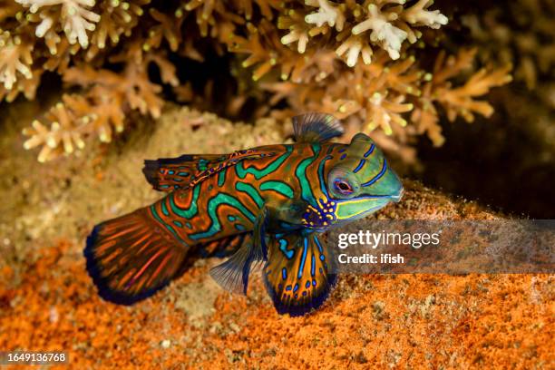 male mandarin fish synchiropus splendidus, banda neira island, indonesia - warning coloration stockfoto's en -beelden