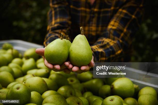 close-up of hand holding a pear - perenboom stockfoto's en -beelden