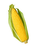 Fresh Ear of Yellow Corn with a Green Husk