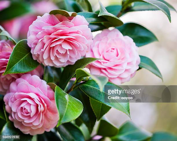 kamelie-gattung - camellia stock-fotos und bilder