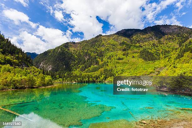 cinco flores lago de jiuzhaigou sichuan, china - jiuzhaigou imagens e fotografias de stock