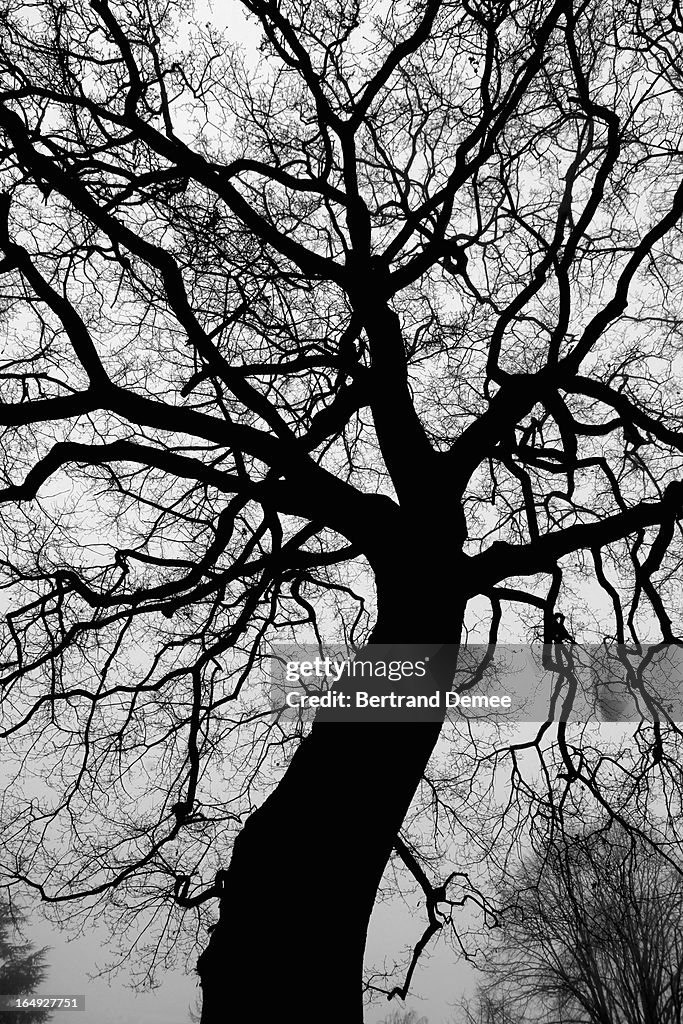 Black tree