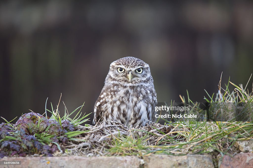 Little owl resting on wall, Gloucestershire, UK