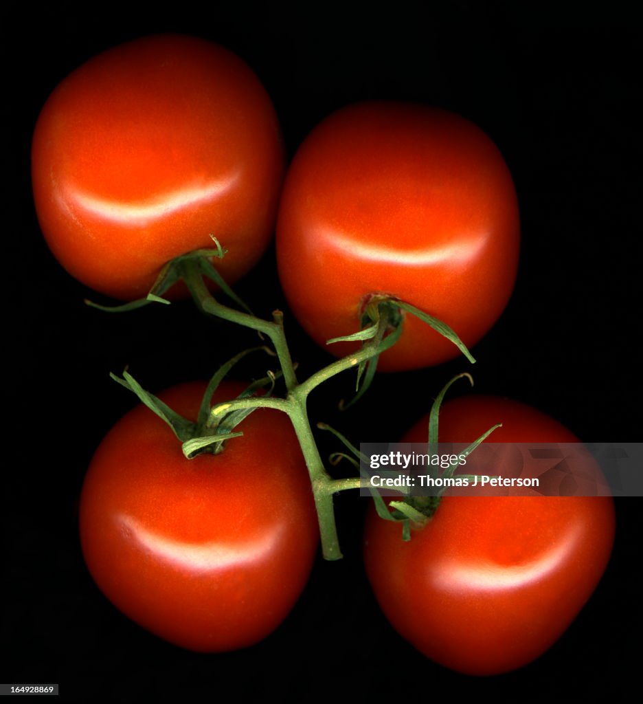 Cluster of red tomatoes on black background