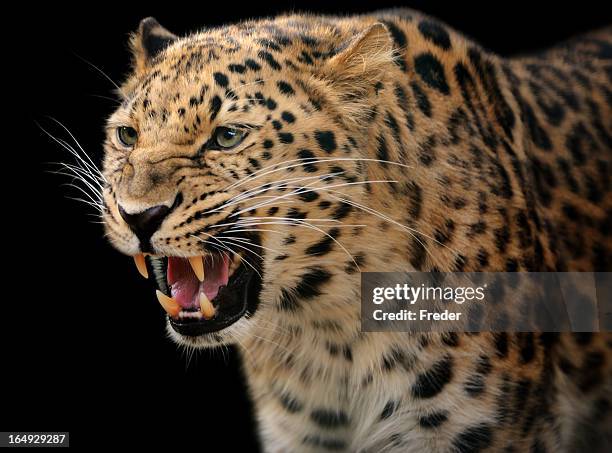 growling leopard - fur head stock pictures, royalty-free photos & images