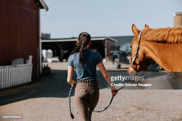 rear view of woman leading horse on paddock - england sweden stock pictures, royalty-free photos & images