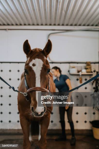 horse standing in stable being brushed - zweden stock pictures, royalty-free photos & images