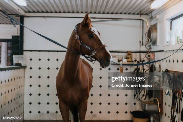 view of horse standing in stable - england sweden stock pictures, royalty-free photos & images