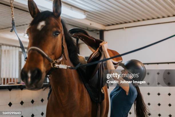 woman in stable putting saddle on horse - riding hat fotografías e imágenes de stock