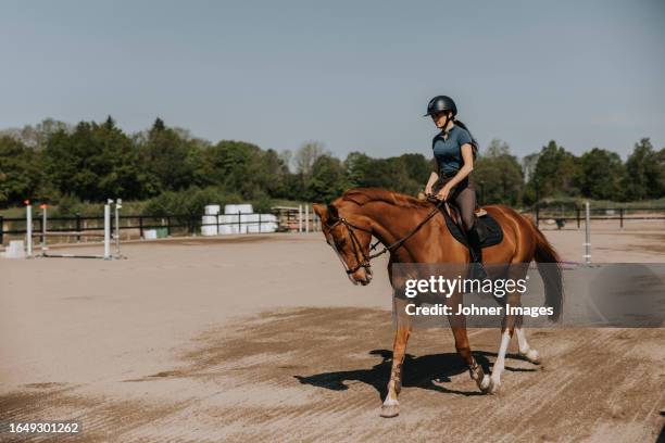 woman horse riding on paddock at sunny day - horses stock pictures, royalty-free photos & images