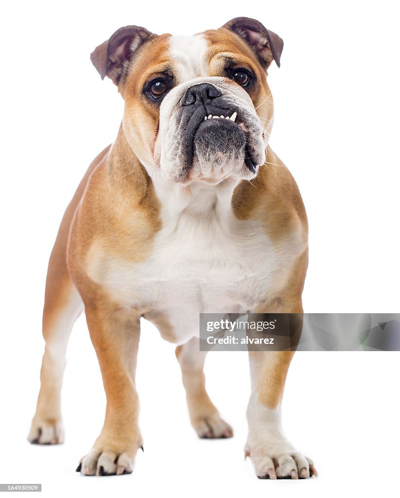 Porträt von eine Englische Bulldogge