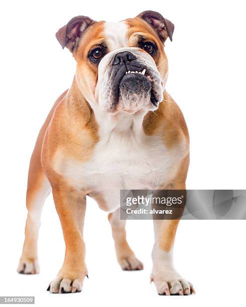 portrait of an english bulldog - english bulldog stock pictures, royalty-free photos & images