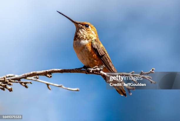 hummingbird perched on a branch - pic of hummingbird stock pictures, royalty-free photos & images
