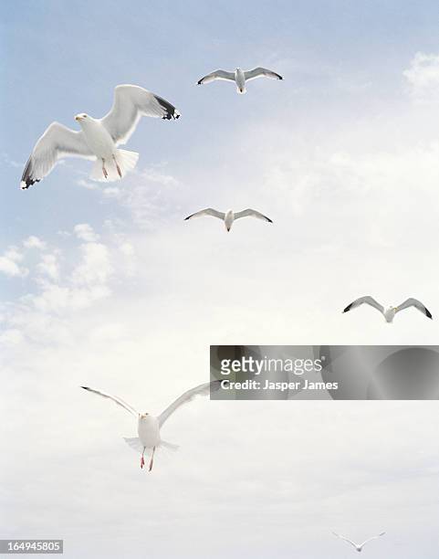 seagulls flying in  blue sky - seagull stock-fotos und bilder