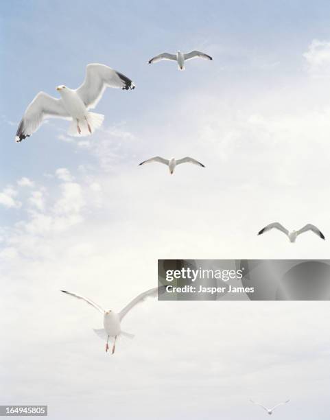 seagulls flying in blue sky - seagull stock pictures, royalty-free photos & images