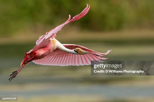 roseate spoonbill in flight - rosalöffler stock-fotos und bilder