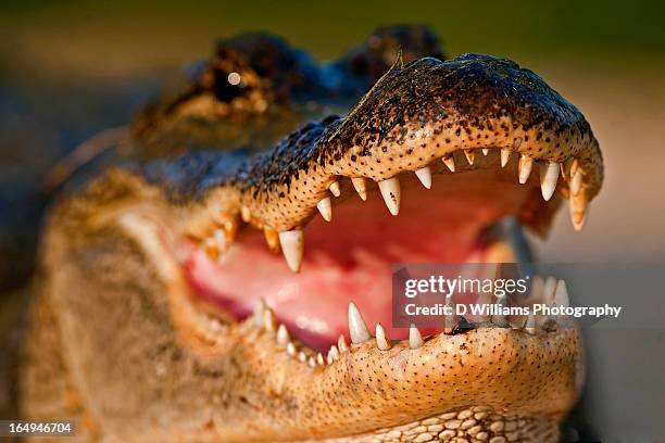 join me for dinner? - alligators stock-fotos und bilder
