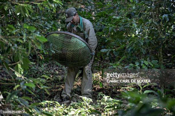 Worker collects coffee beans at the Camocim coffee plantation in Domingos Martins, Espírito Santo state, Brazil, on August 25, 2023. Brazil hasn't...