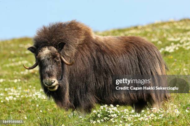 a bull musk ox, ovibos moschatus - musk ox photos et images de collection