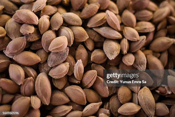 apricot seed - apricot stock pictures, royalty-free photos & images