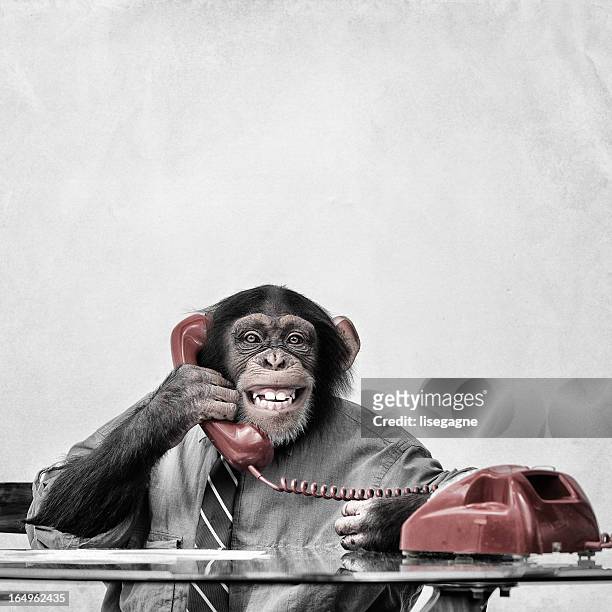 chimpanzee on the phone - ape stock pictures, royalty-free photos & images
