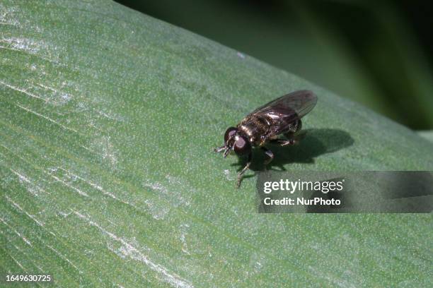 Lesser bulb fly on a leaf in Toronto, Ontario, Canada, on July 26, 2023. Eumerus funeralis is a common pest of bulbs, especially daffodils, in many...